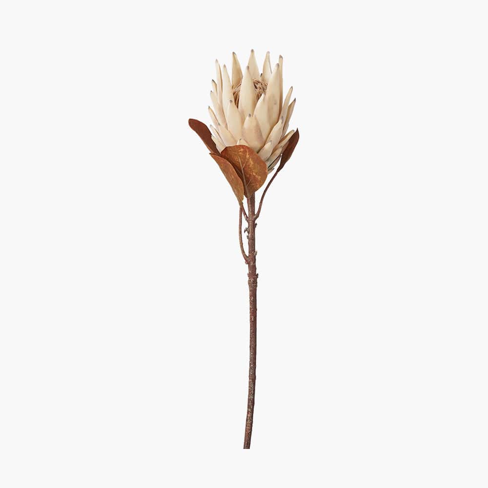 Natural Apricot Protea Pack of 6.