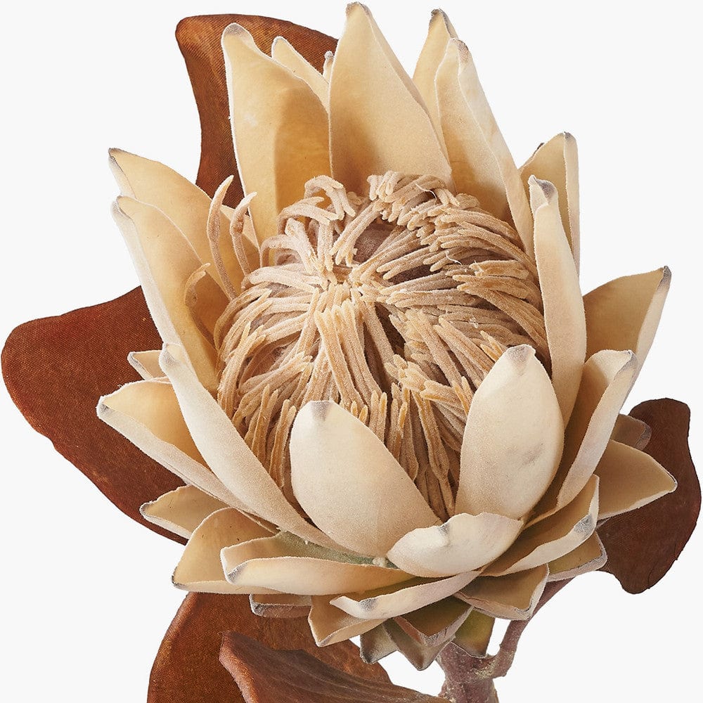 Natural Apricot Protea Pack of 6.