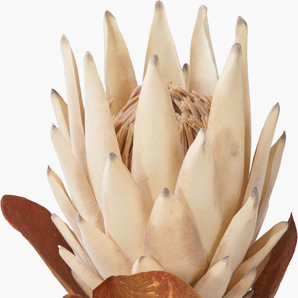 Natural Apricot Protea Pack of 6.