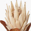 Natural Apricot Protea Pack of 6.