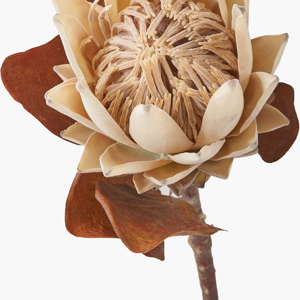 Natural Apricot Protea Pack of 6.