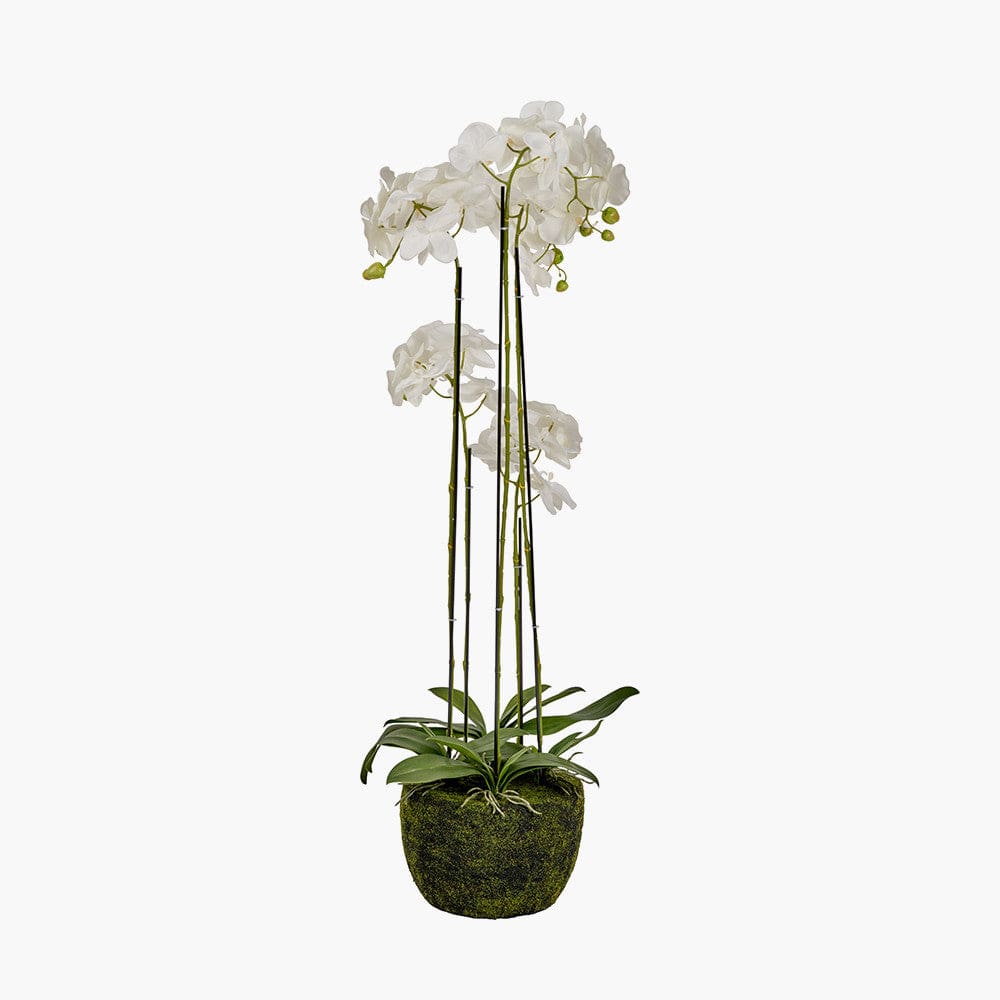 Tall White Orchid in Moss Pot.