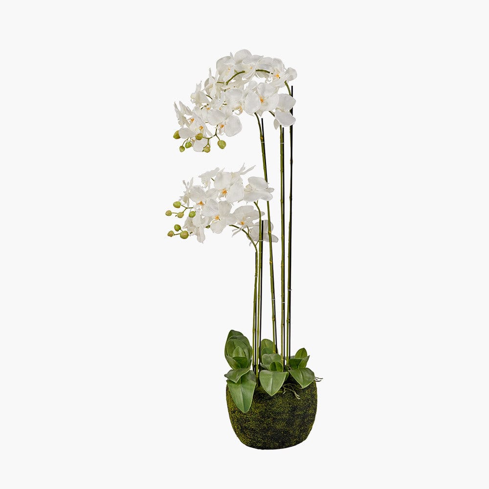 Tall White Orchid in Moss Pot.
