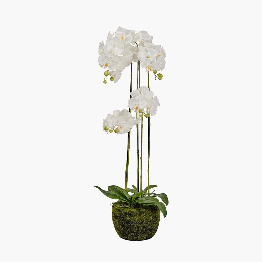 Tall White Orchid in Moss Pot.