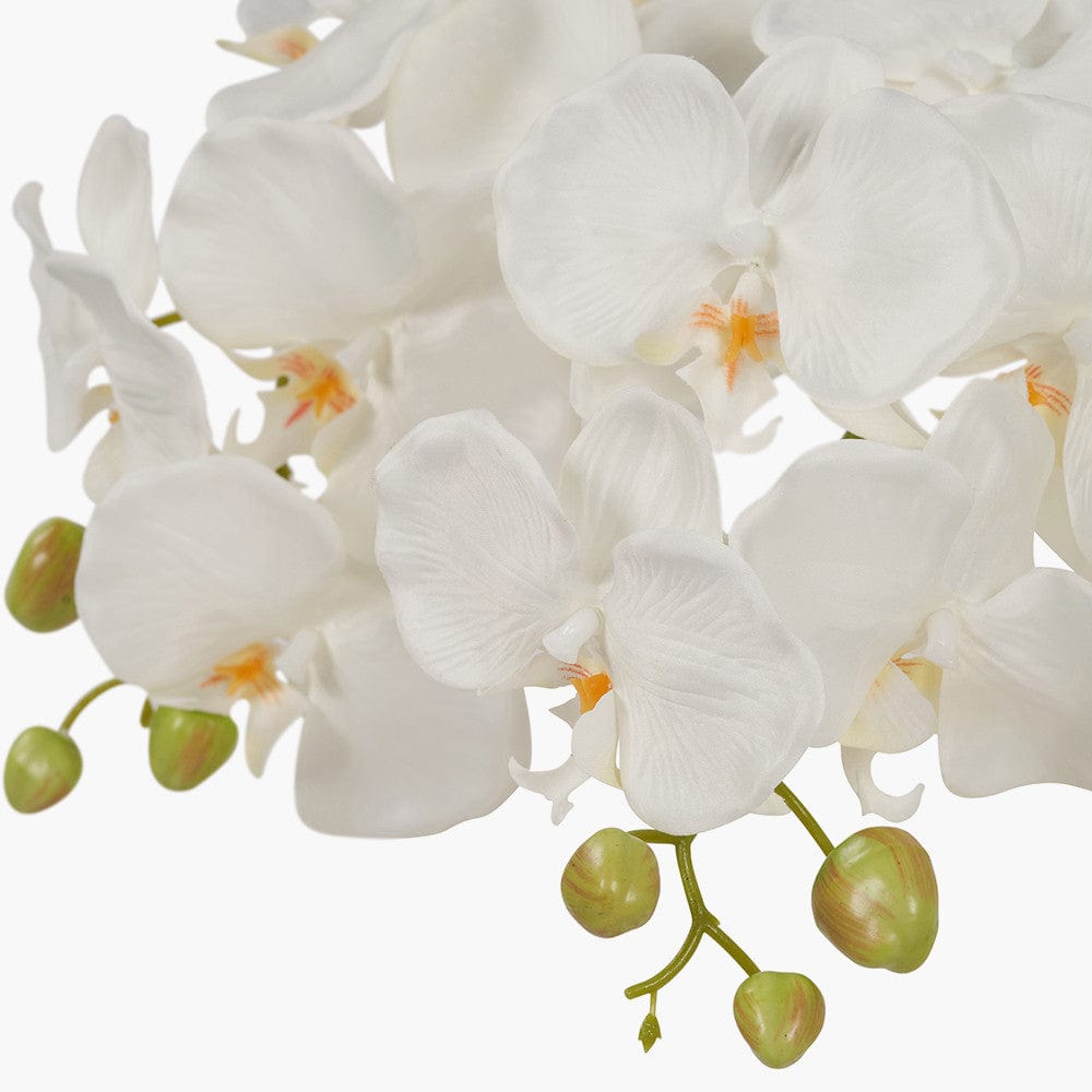 Tall White Orchid in Moss Pot.
