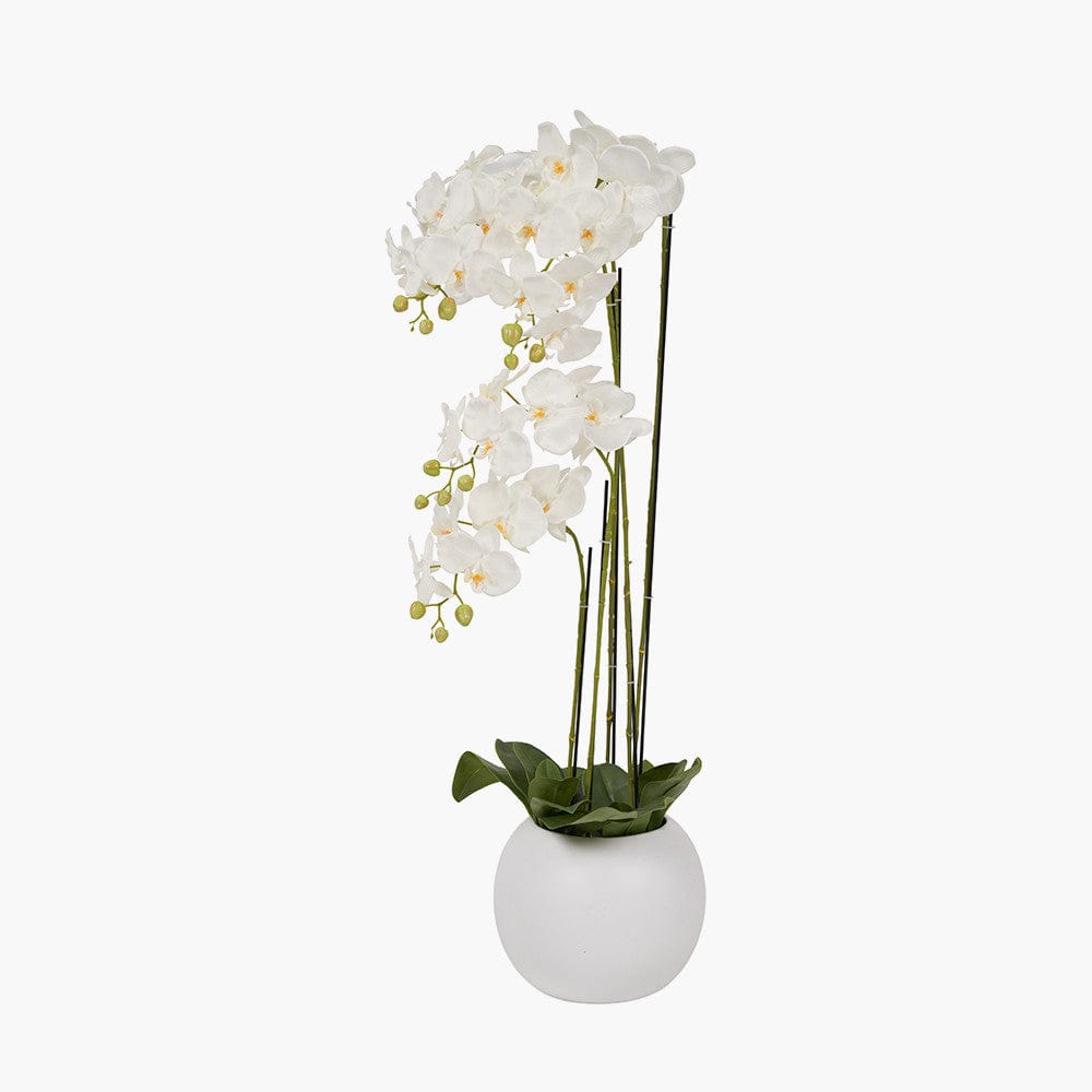 Tall White Orchid in Pot.