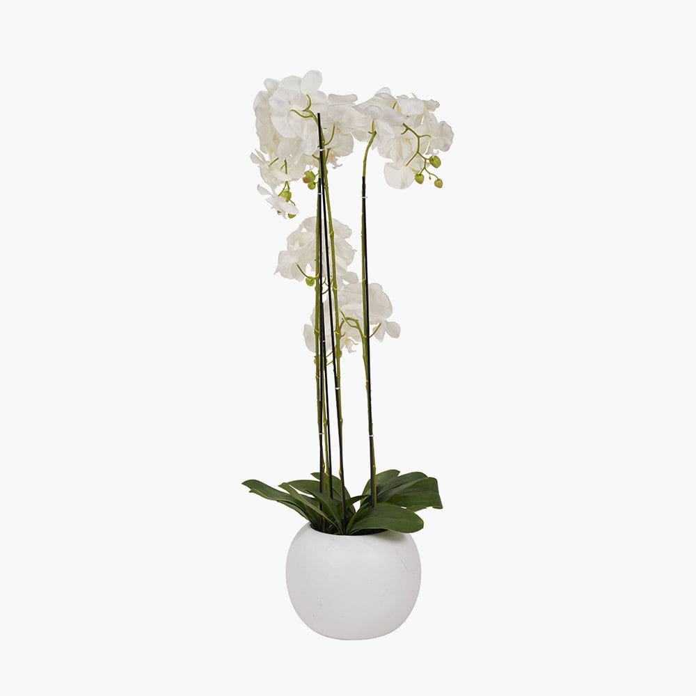 Tall White Orchid in Pot.