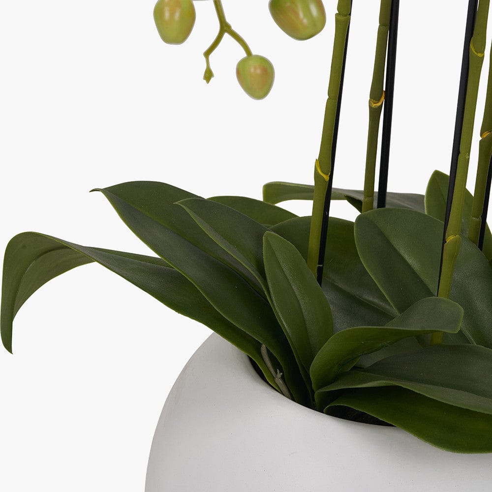 Tall White Orchid in Pot.