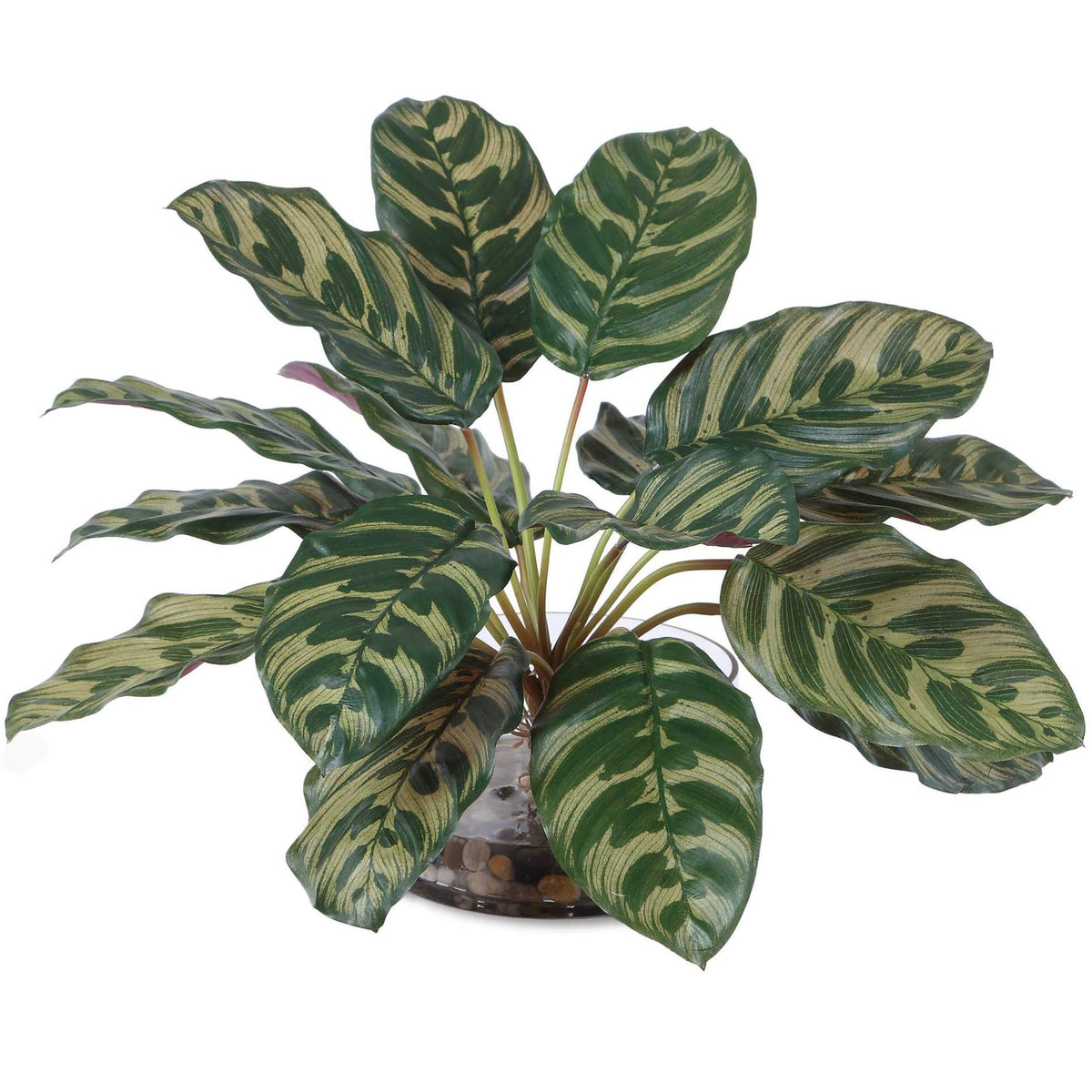 Peacock Plant Accent