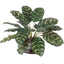 Peacock Plant Accent