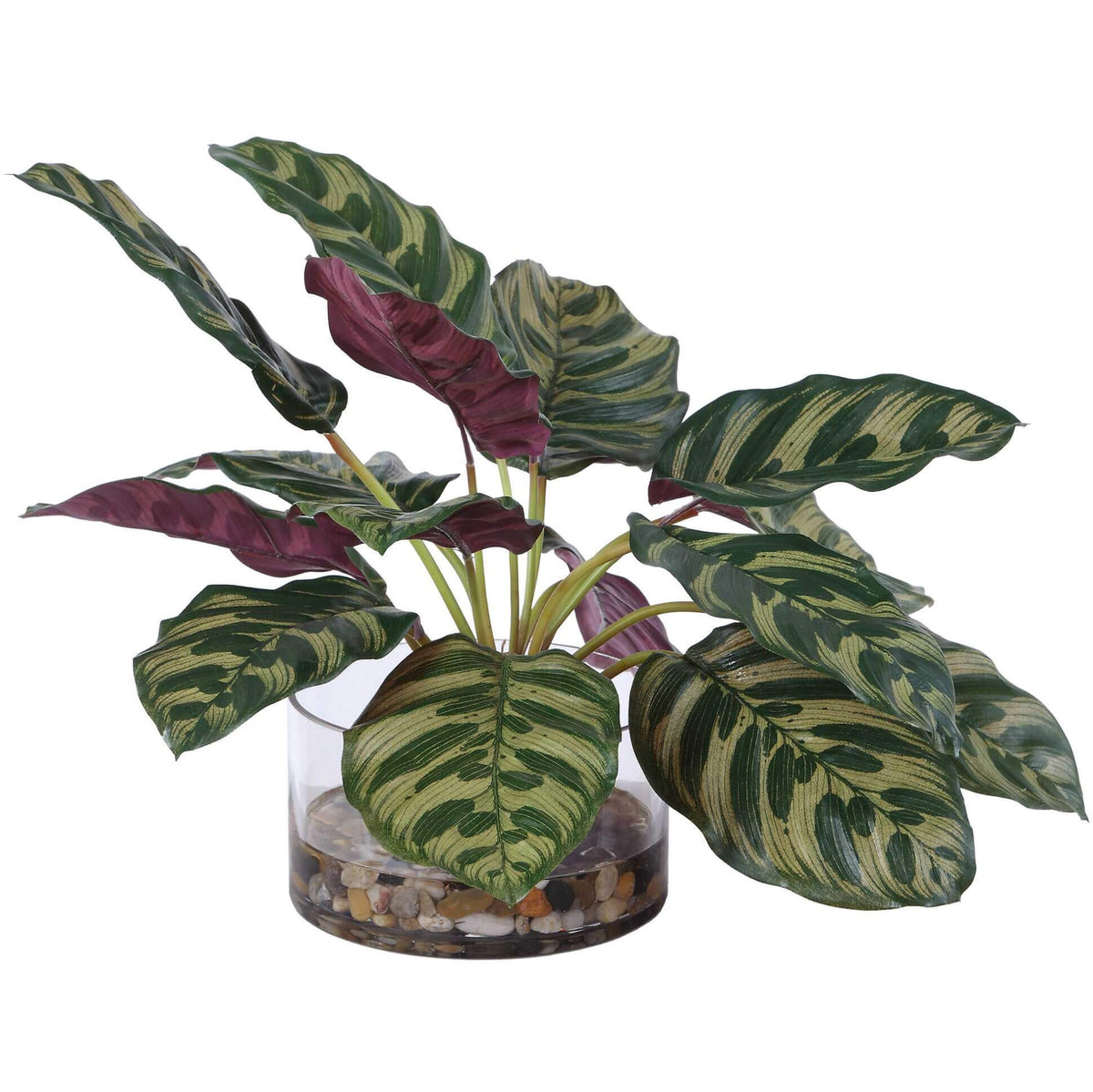 Peacock Plant Accent