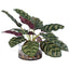 Peacock Plant Accent