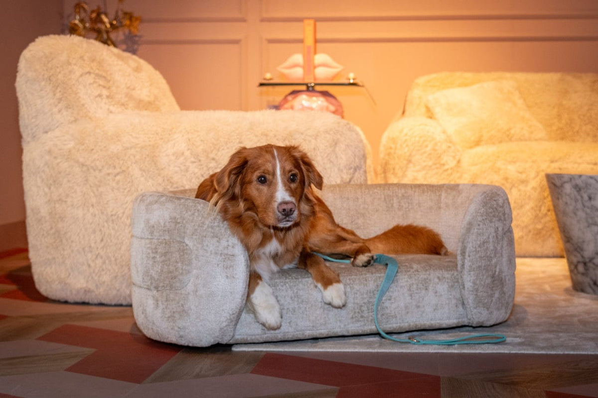 Richmond Interiors Sleeping Pet bed Bingo clay chenille House of Isabella UK