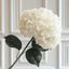 Rowen Homes Accessories Cream Giant Pom Pom Hydrangea Single Stem Flower House of Isabella UK