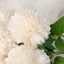 Rowen Homes Accessories Faux Cream Chrysanthemum Bunch of 6 Florals House of Isabella UK