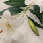 Rowen Homes Accessories White Faux Lily Single Stem Flower House of Isabella UK