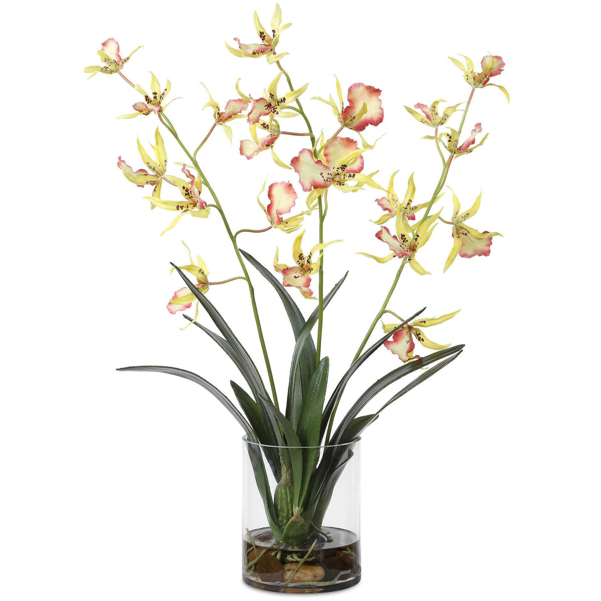Spider Orchid In Glass Vase