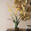 Spider Orchid In Glass Vase
