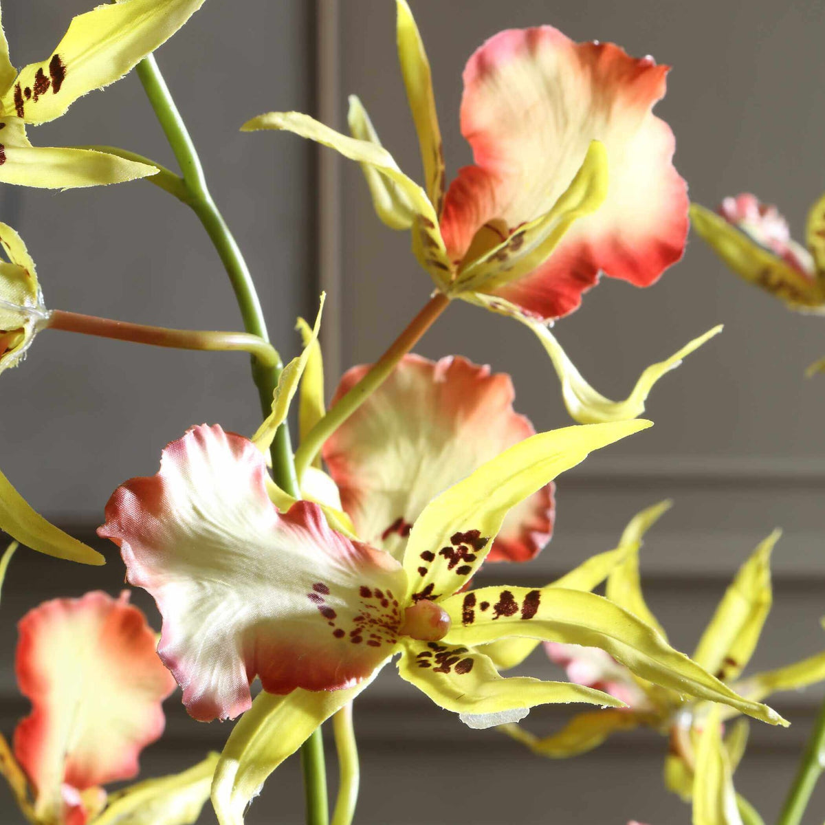 Spider Orchid In Glass Vase