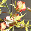 Spider Orchid In Glass Vase