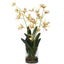 Spider Orchid In Glass Vase
