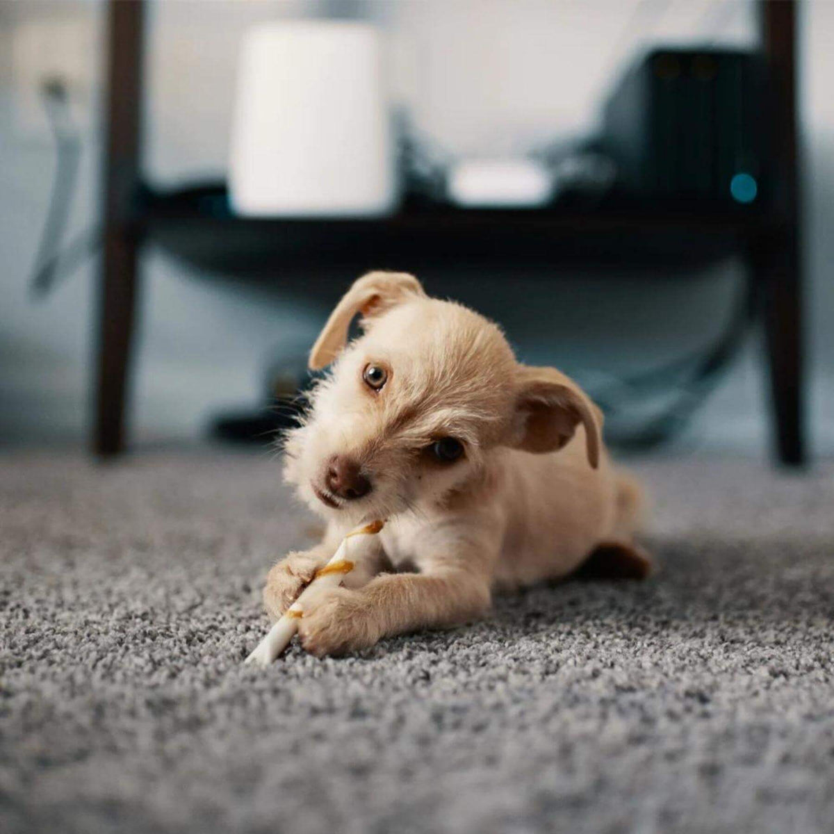The Rugs Rugs Chicago Grey Shaggy Rug House of Isabella UK