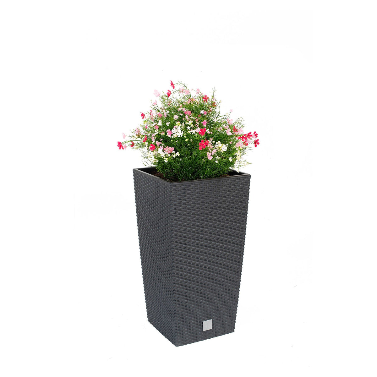 AN Baby's Breath Red Pink Mix in Rato Squ Black Pot 90cm.