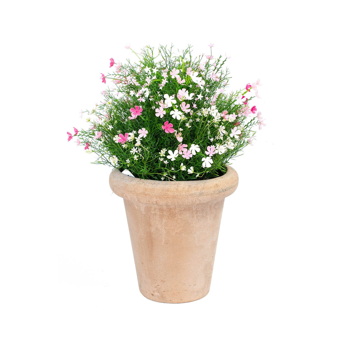 AN Baby's Breath Red Pink Mix in Ravello Terra Pot 65cm.