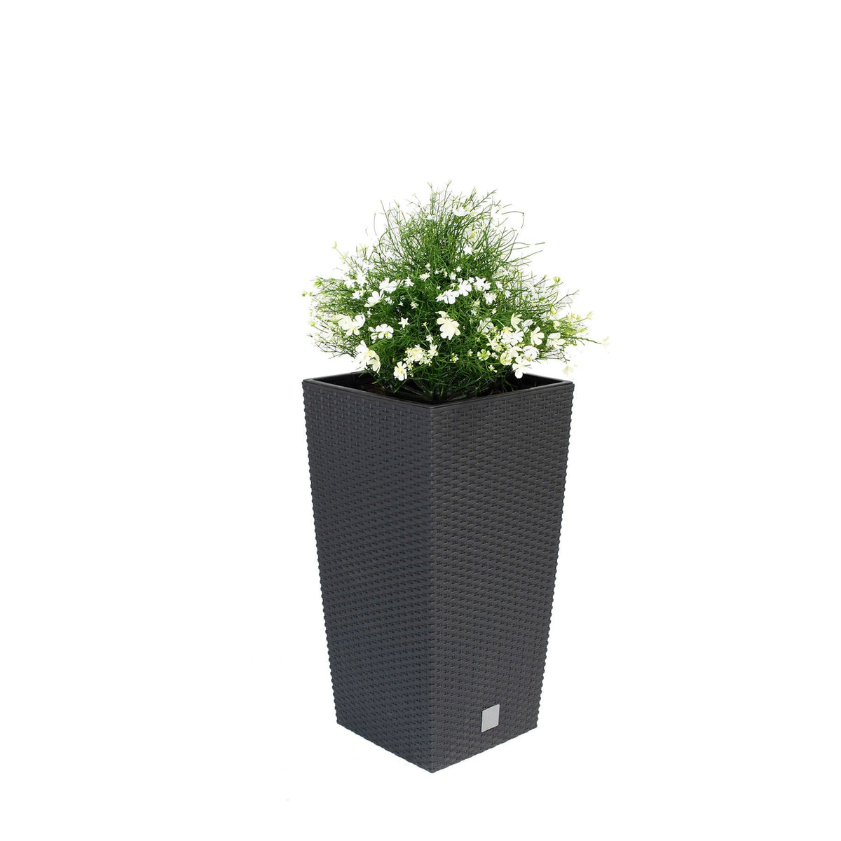 AN Baby's Breath White in Rato Squ Black Pot 90cm.