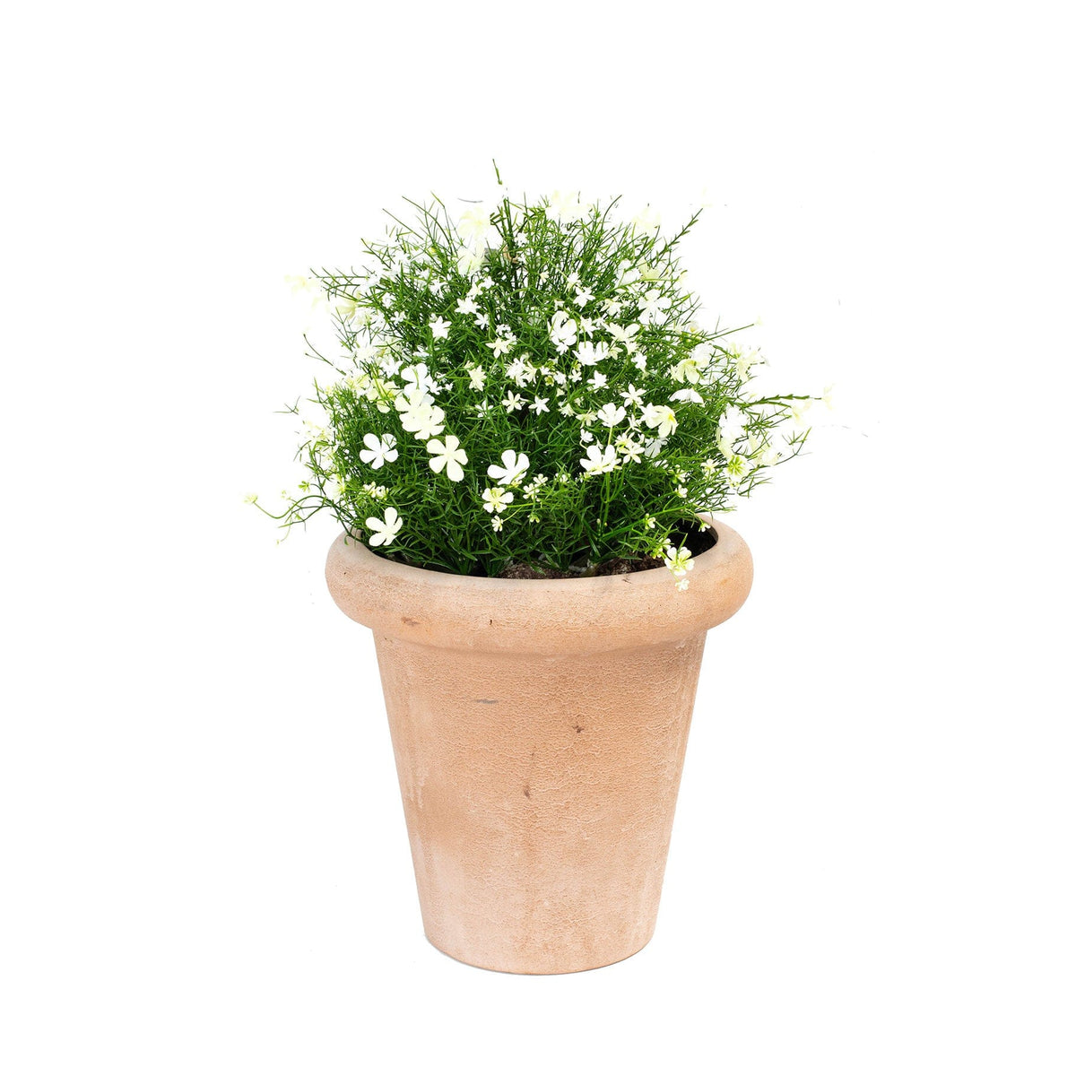 AN Baby's Breath White in Ravello Terra Pot 65cm.