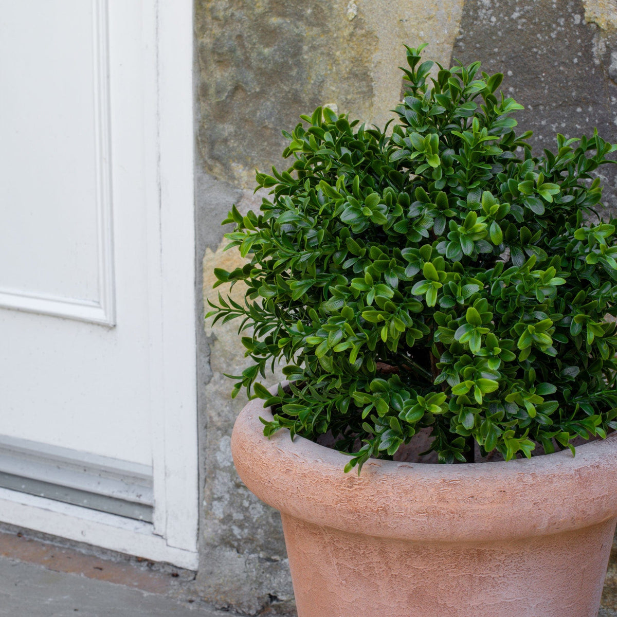AN Buxus Ball in Ravello Pot 58cm UV.