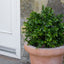 AN Buxus Ball in Ravello Pot 58cm UV.
