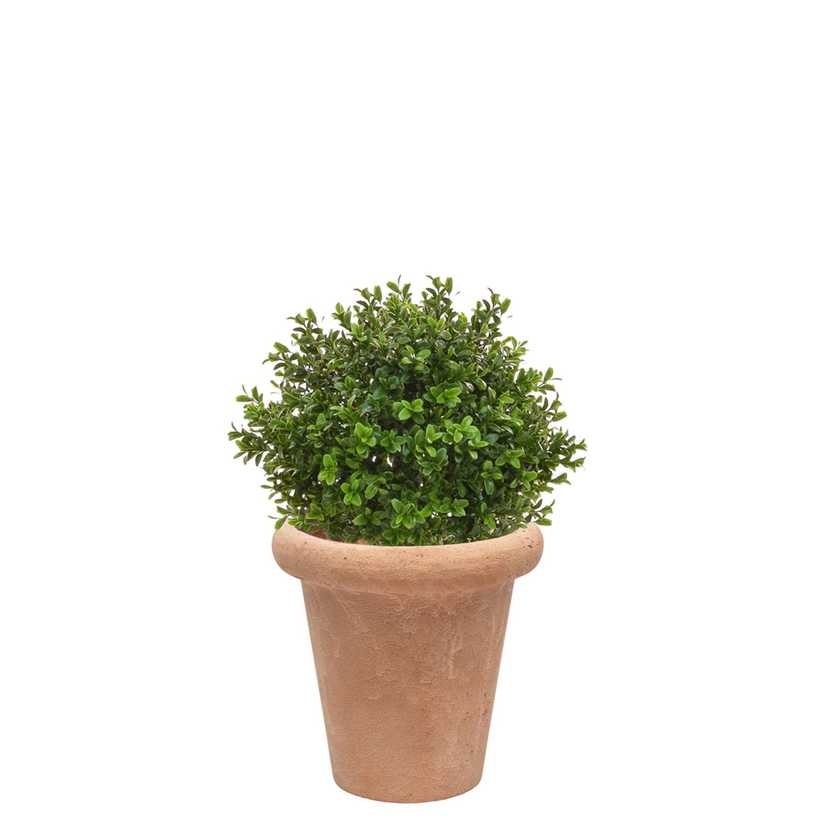 AN Buxus Ball in Ravello Pot 58cm UV.