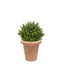 AN Buxus Ball in Ravello Pot 58cm UV.