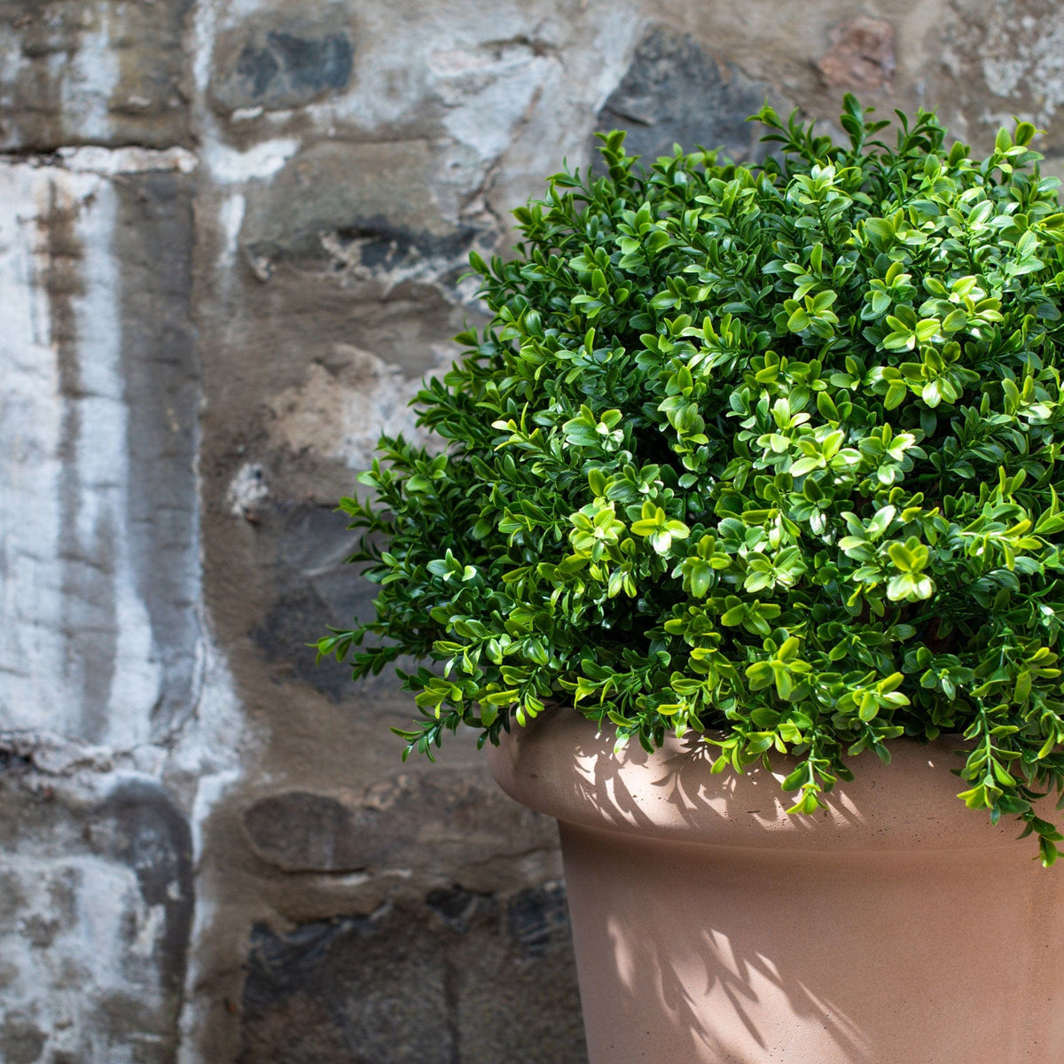 AN Buxus Ball in Ravello Pot 68cm UV.