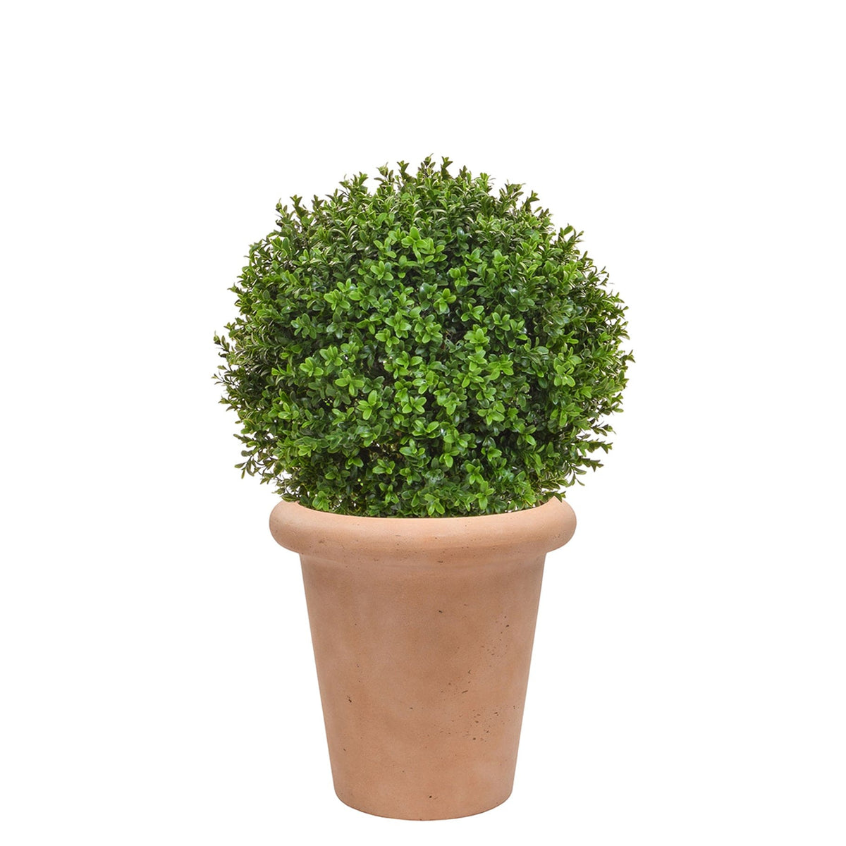 AN Buxus Ball in Ravello Pot 68cm UV.