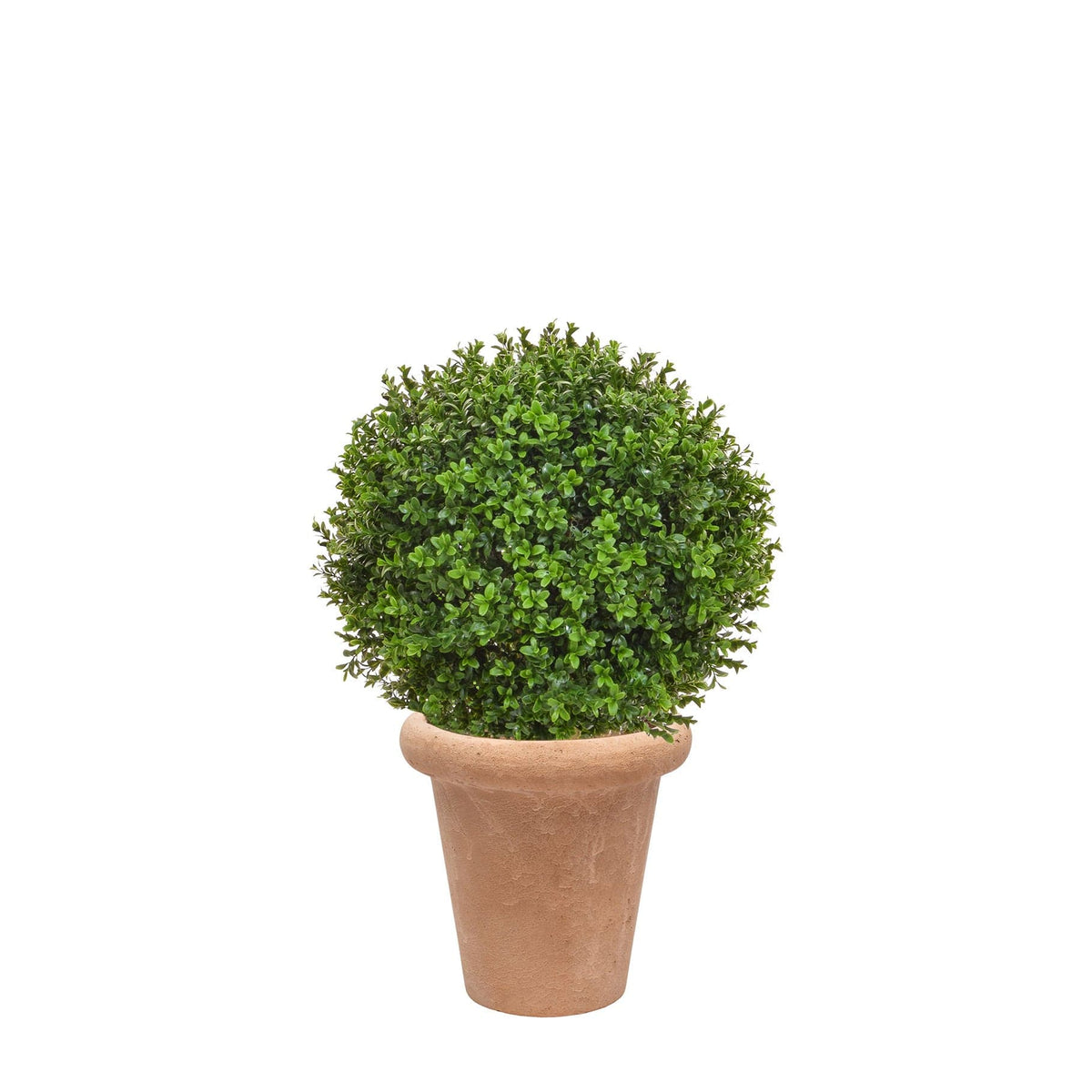 AN Buxus Ball in Ravello Terra Pot 70cm.