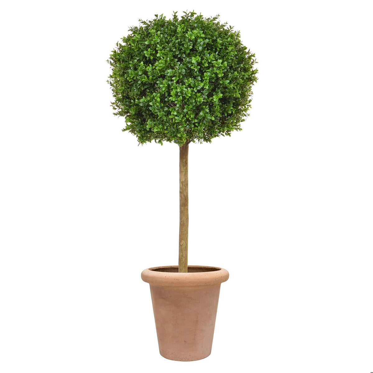 AN Buxus Ball Tree in Ravello Pot 125cm UV.