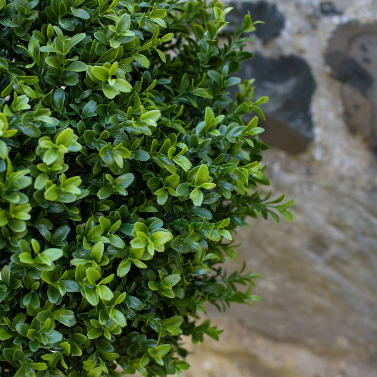 AN Buxus Ball Tree in Ravello Pot 125cm UV.