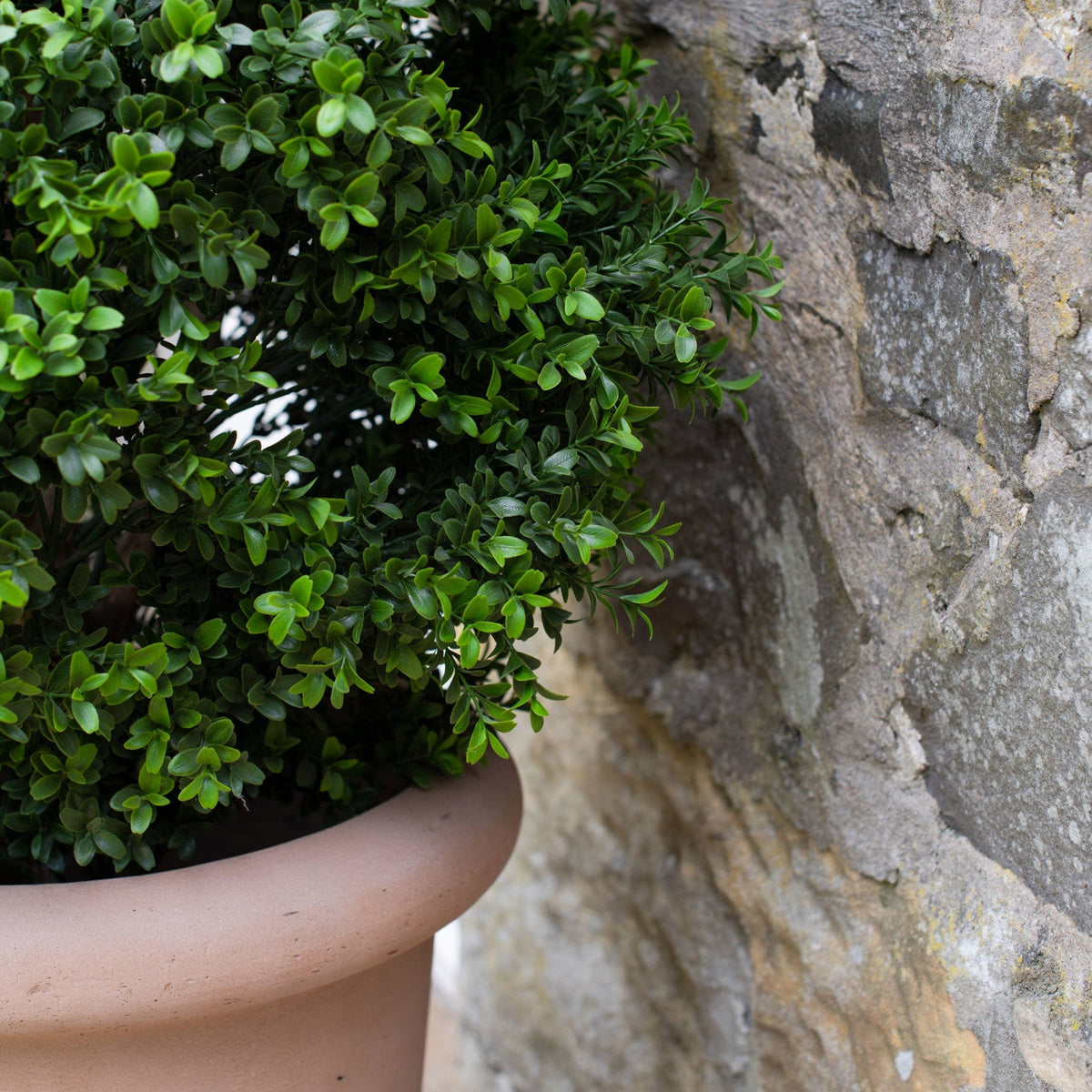 AN Buxus Tower in Ravello Pot 130cm UV.