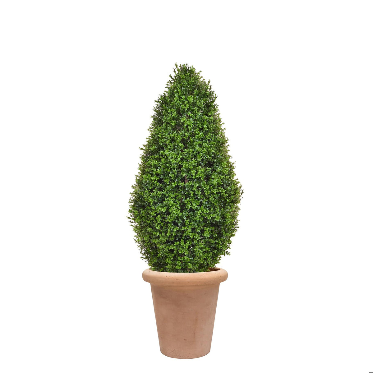 AN Buxus Tower in Ravello Pot 130cm UV.