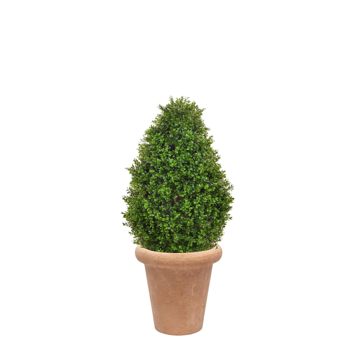 AN Buxus Tower in Ravello Terra Pot 79cm.