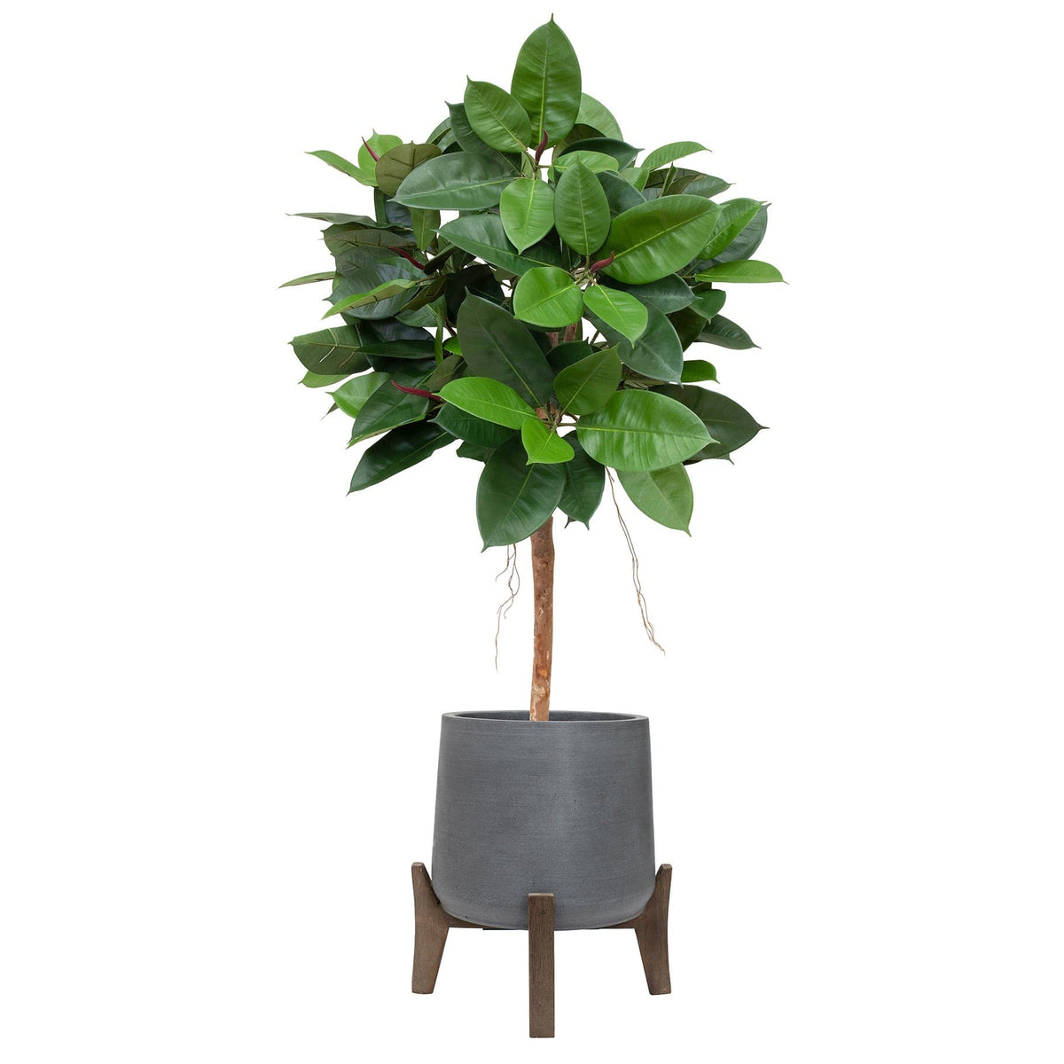 AN Ficus Elastica Ball in Hanover Pot 110cm FR.