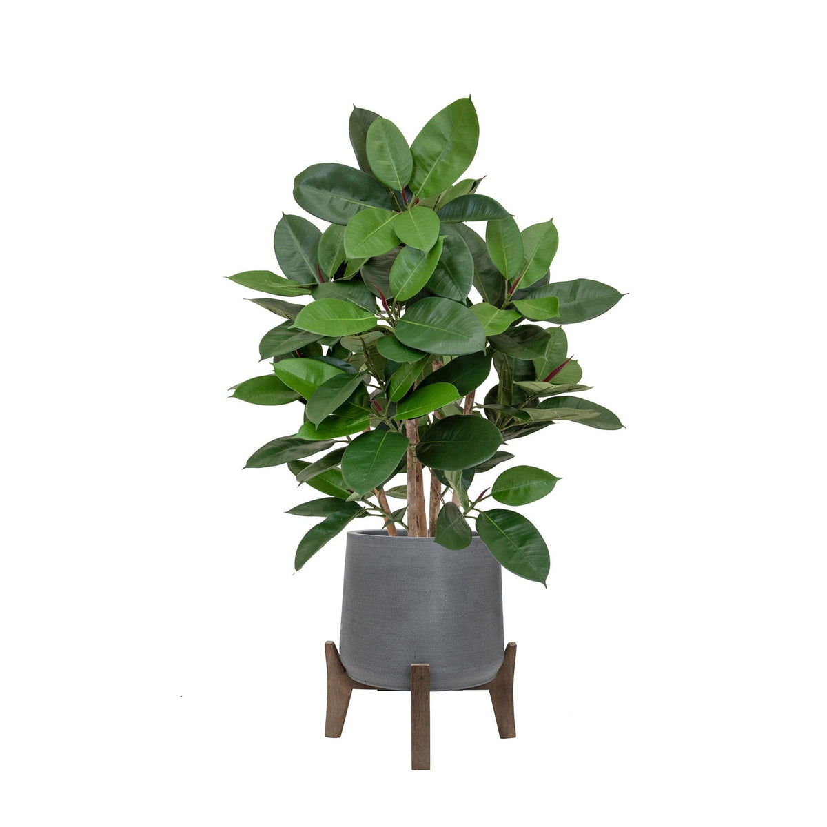 AN Ficus Elastica in Hanover Pot 90cm FR.