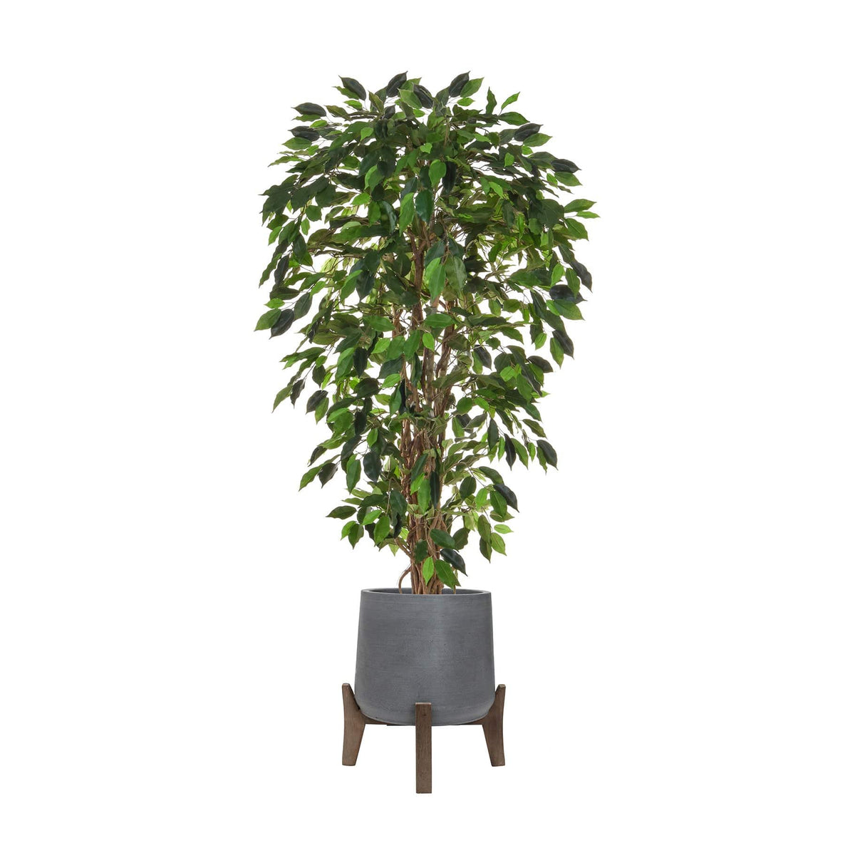 AN Ficus Liana Green in Hanover 175cm FR.