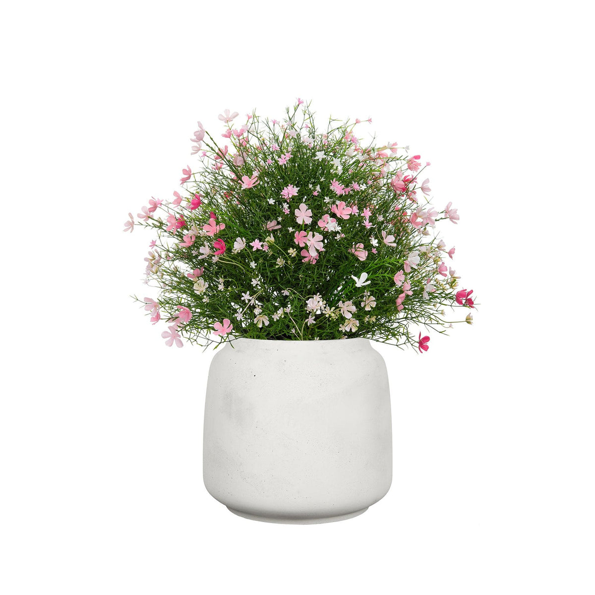 AN Pink Babys Breath in Cotswold 50cm UV.