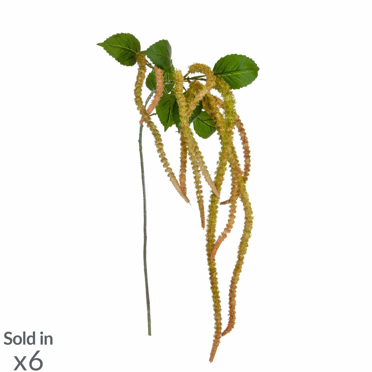 FS Amaranthus JA 130cm.