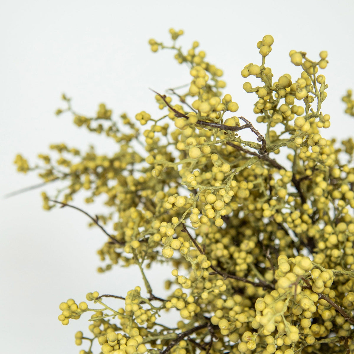 FS Berry Spray Green GB 77cm.