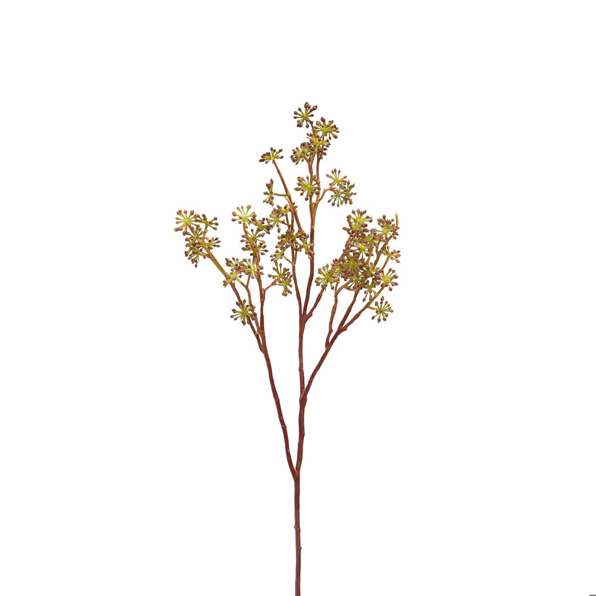 FS Cedum Mini Spray 80cm.