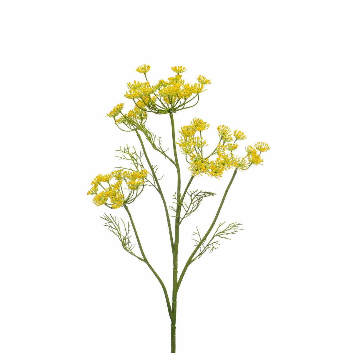 FS Dill Yellow GB 77cm.